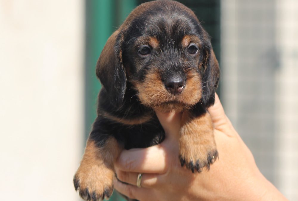 Cuccioli “Z” di Casa Mainardi