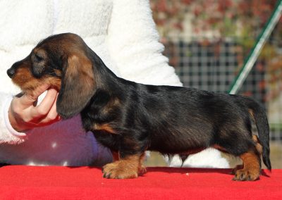 cucciolo bassotto pelo duro