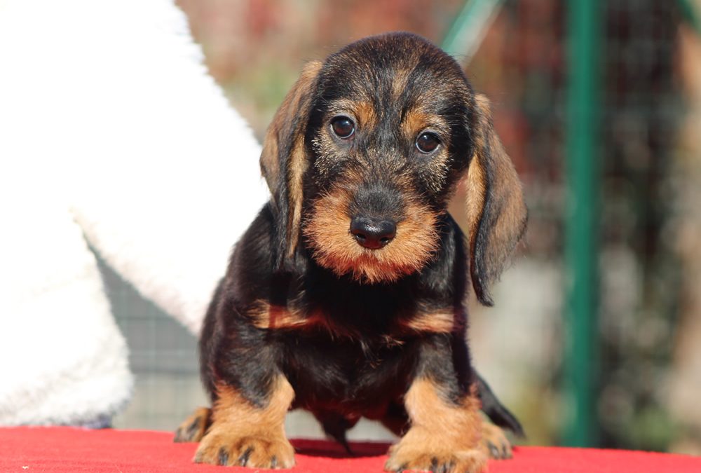 Cuccioli “Z” di Casa Mainardi