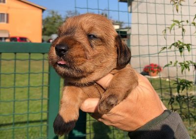 cucciolo bassotto nano pelo duro foglia secca