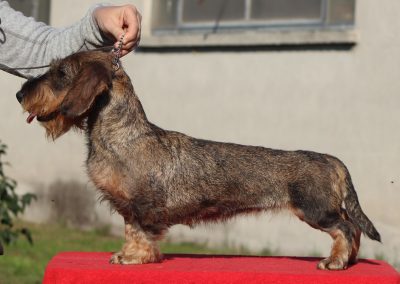 bassotto tedesco nano pelo duro cinghiale