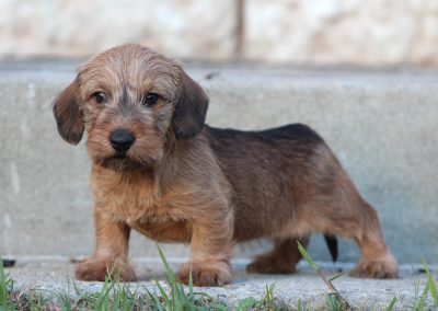 cucciolo bassotto tedesco pelo duro nano colore foglia secca