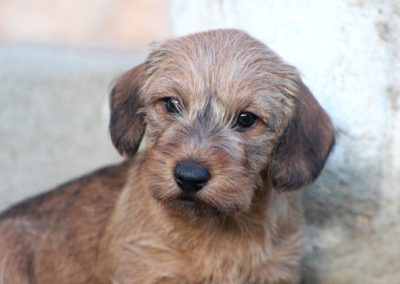 cucciolo bassotto tedesco pelo duro foglia secca nano