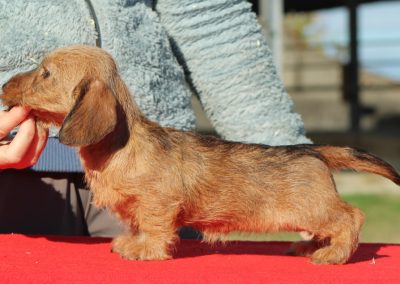 Cucciolata “B” di Casa Mainardi