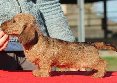 cucciolo bassotto tedesco pelo duro foglia secca