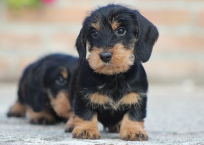 cucciolo di bassotto tedesco a pelo duro nero focato taglia nana