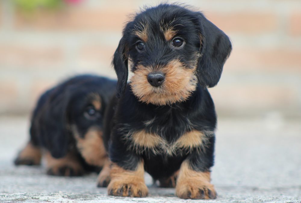 Cuccioli “A” di Casa Mainardi