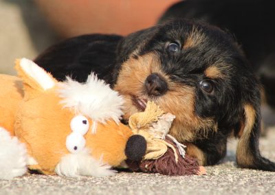 cucciolo di bassotto tedesco pelo duro colore nero focato taglia nana