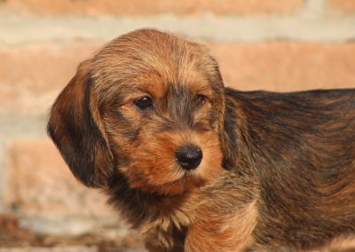 cucciolo di bassotto tedesco a pelo duro colore foglia secca taglia nana kaninchen