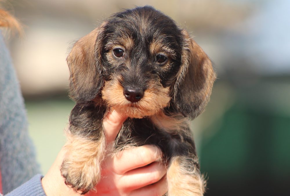 Cuccioli “C” e “D” di Casa Mainardi