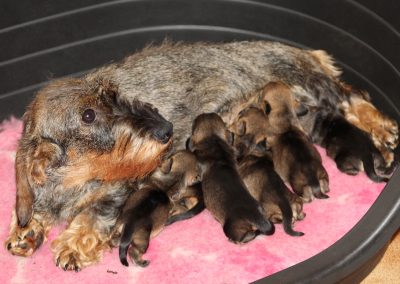 cuccioli di bassotto tedesco a pelo duro cinghiale