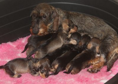 cuccioli bassotto pelo duro cinghiale