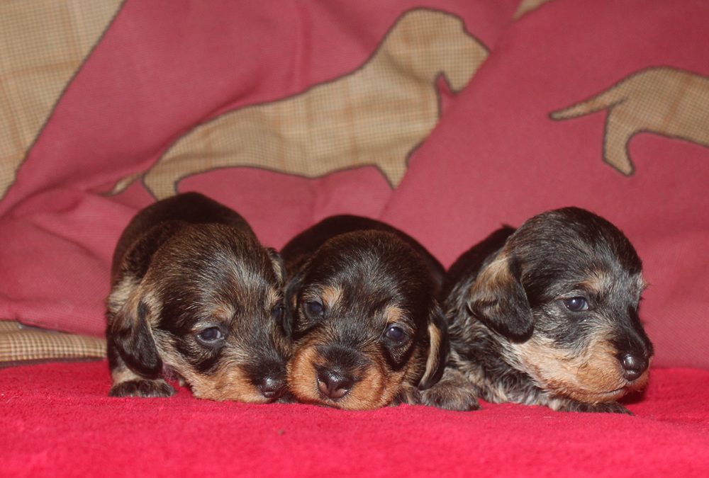 Cuccioli “C” di Casa Mainardi