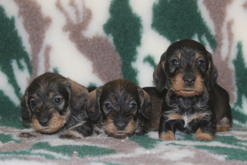 Cuccioli “C” di Casa Mainardi