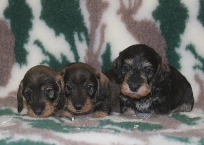 cuccioli bassotto pelo duro cinghiale