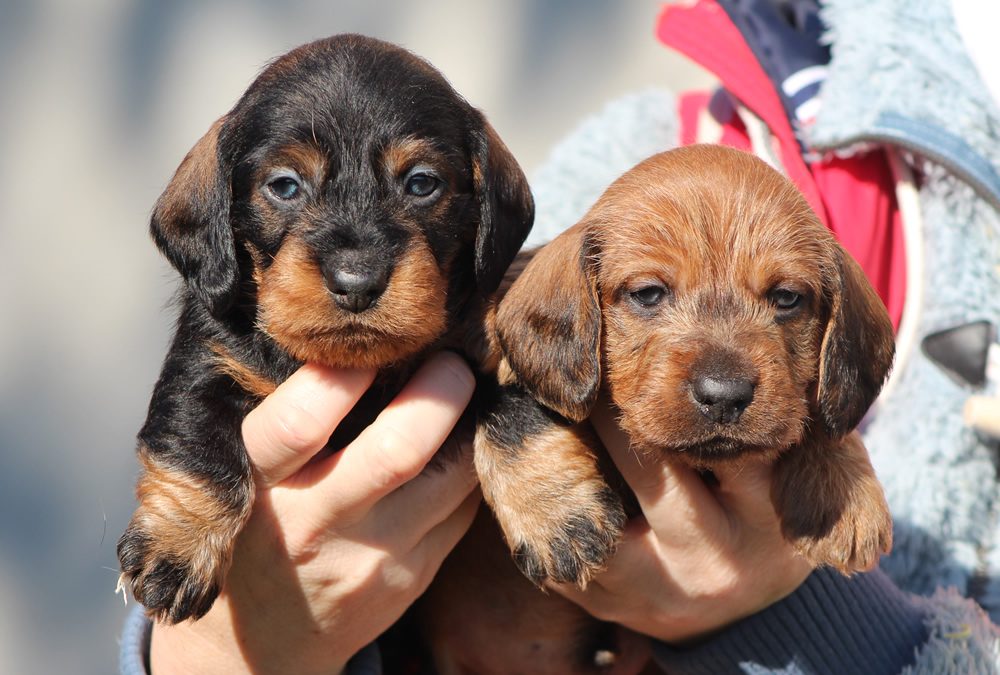 Cuccioli “E” di Casa Mainardi