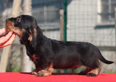 Cucciolata “E” di Casa Mainardi