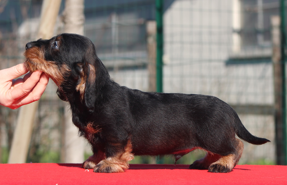 Cucciolata “E” di Casa Mainardi