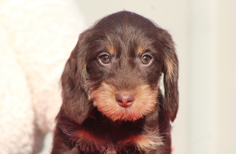 Cuccioli “F” di Casa Mainardi