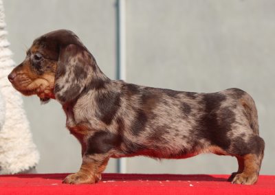 Cucciolata “F” di Casa Mainardi