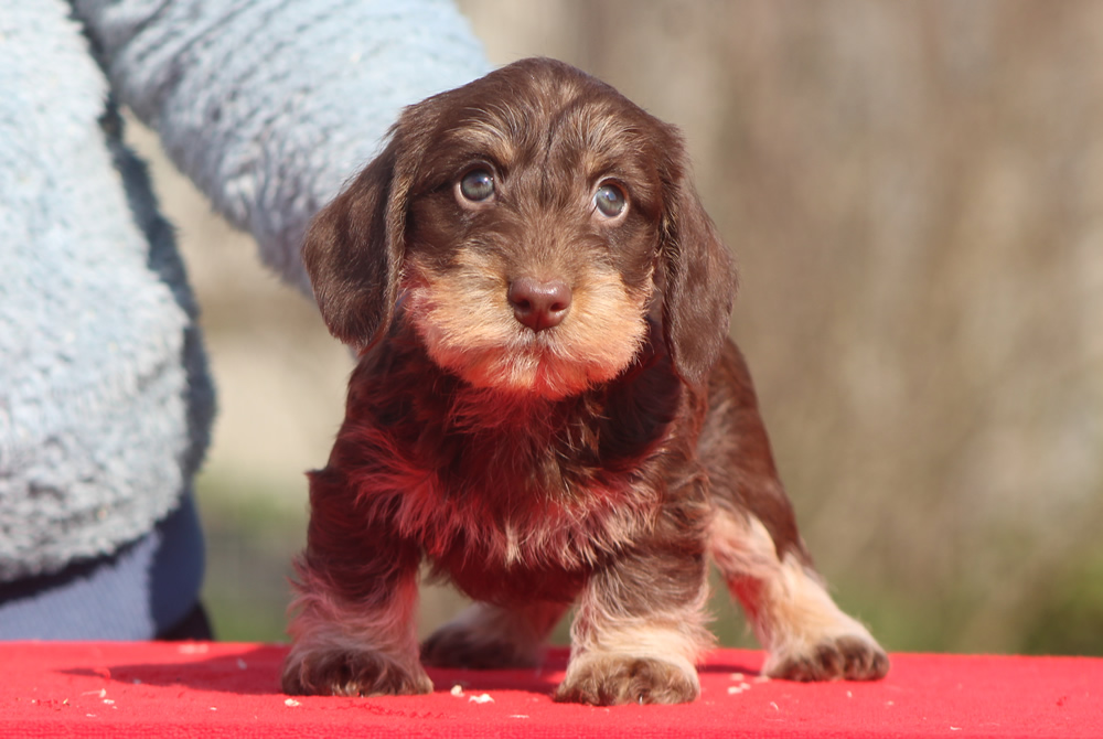 Cuccioli “G” di Casa Mainardi