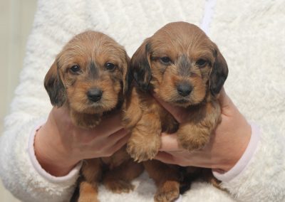 cuccioli bassotto foglia secca