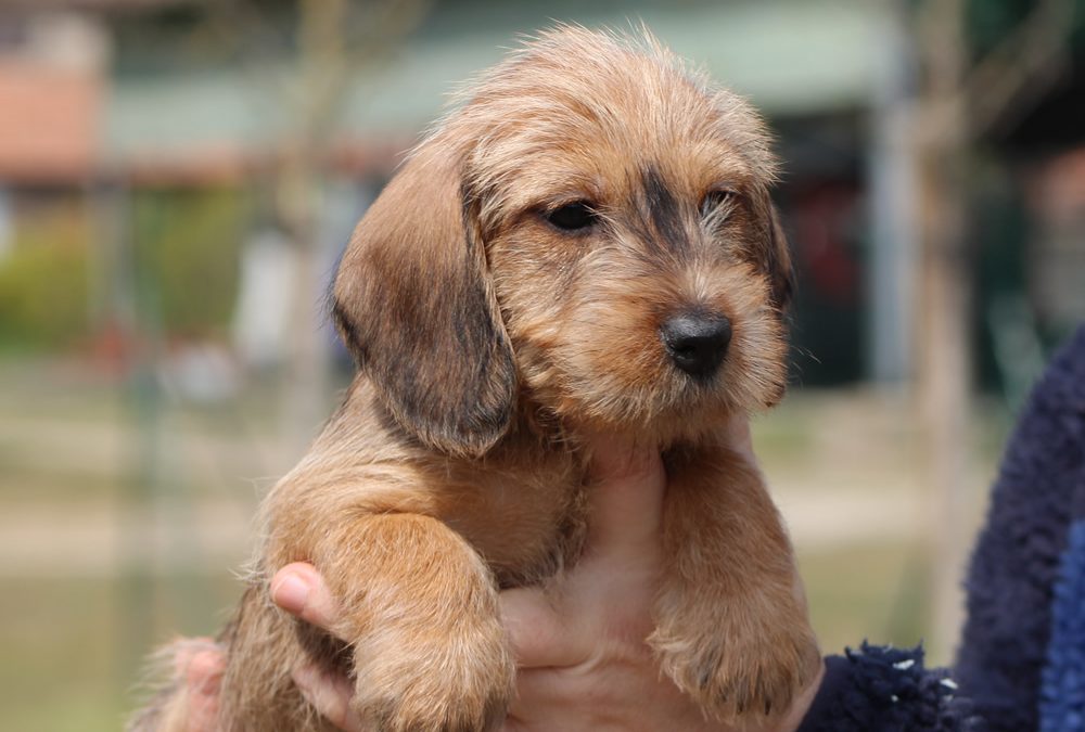 Cuccioli “I” e “L” di Casa Mainardi