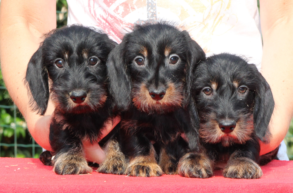 Cuccioli “N” di Casa Mainardi