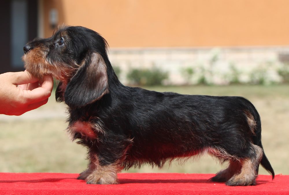 Cuccioli “O” di Casa Mainardi