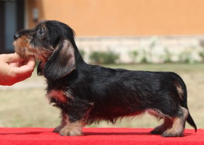 Cucciolata “O” di Casa Mainardi