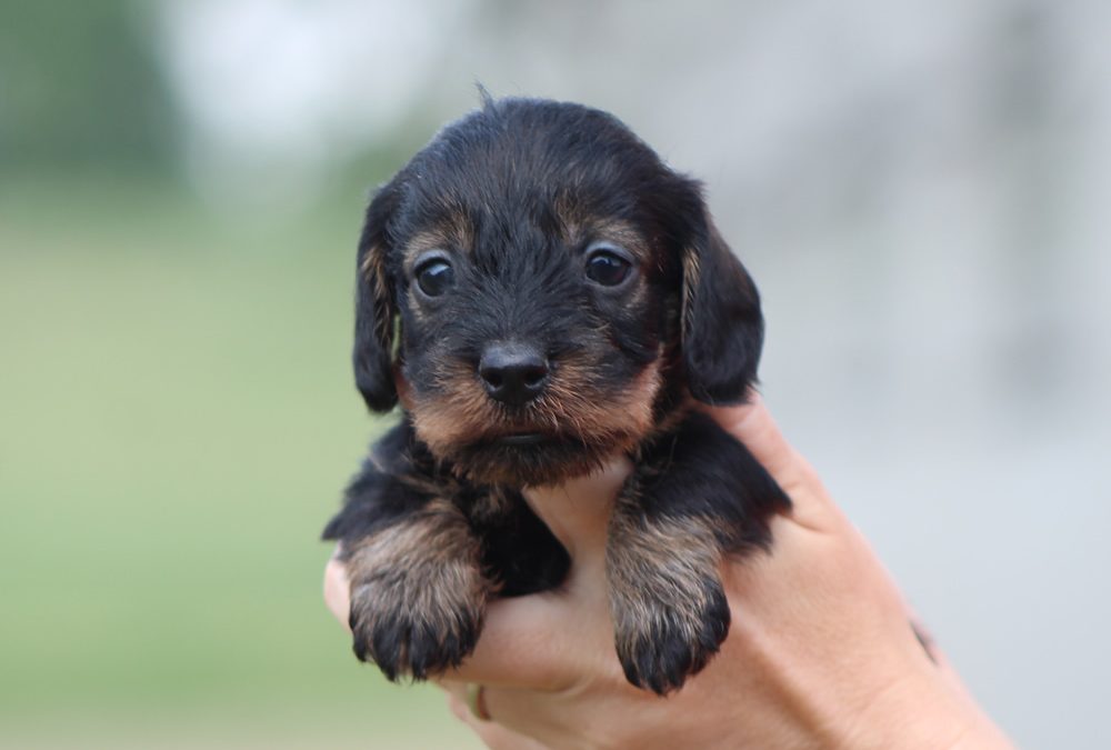 Cuccioli “N” di Casa Mainardi