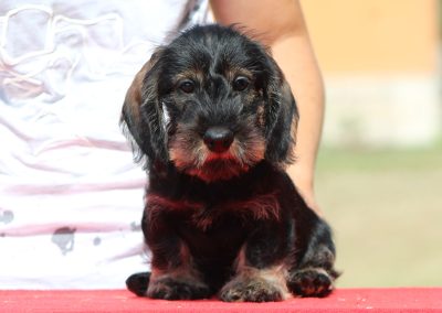 Cucciolata “N” di Casa Mainardi