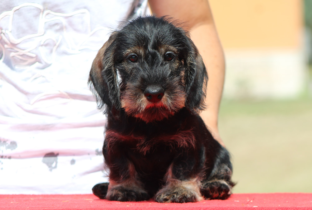 Cucciolata “N” di Casa Mainardi