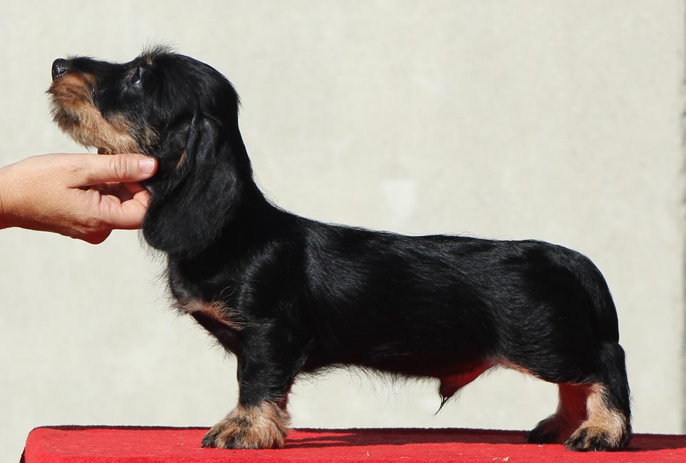 Cucciolata “P” di Casa Mainardi