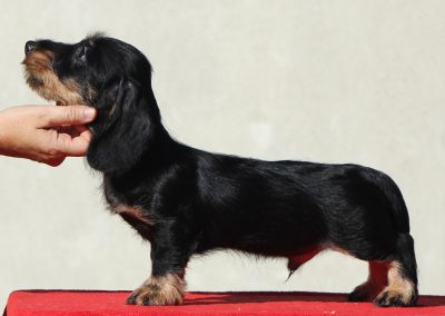 Cucciolata “P” di Casa Mainardi