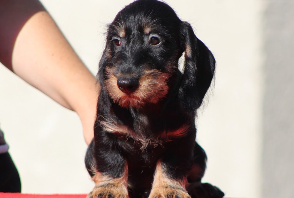 Cuccioli “P” di Casa Mainardi