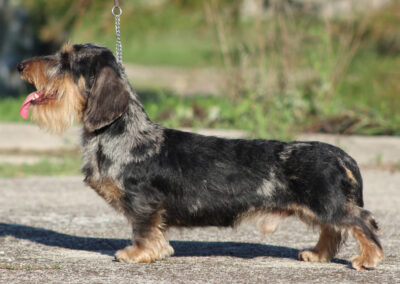 bassotto kaninchen pelo duro arlecchino silver