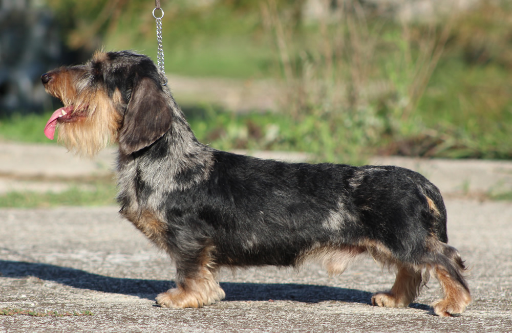 bassotto kaninchen pelo duro arlecchino silver