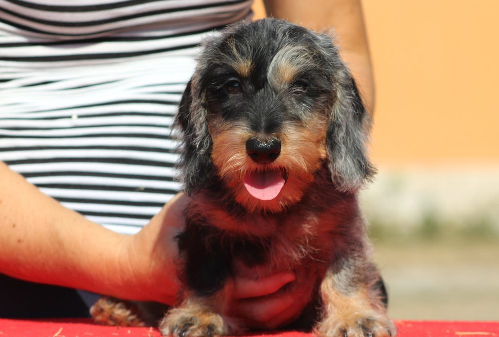 Cucciolata “Q” di Casa Mainardi