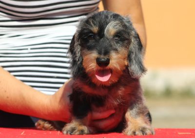 Cucciolata “Q” di Casa Mainardi