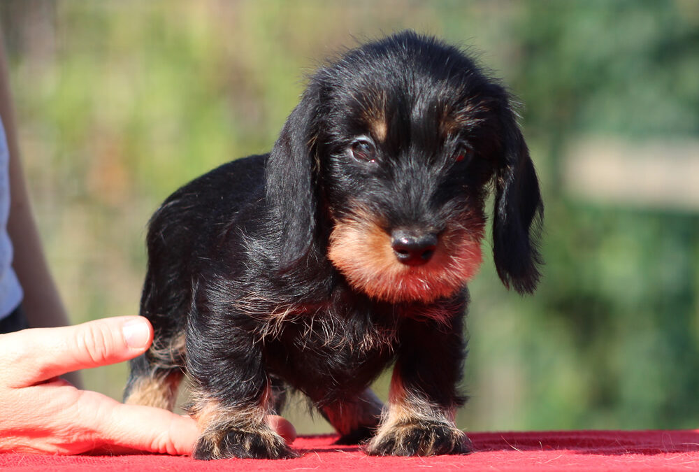 Cuccioli “R” di Casa Mainardi