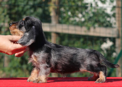 Cucciolata “R” di Casa Mainardi