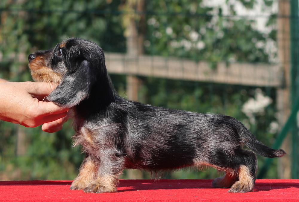 Cucciolata “R” di Casa Mainardi