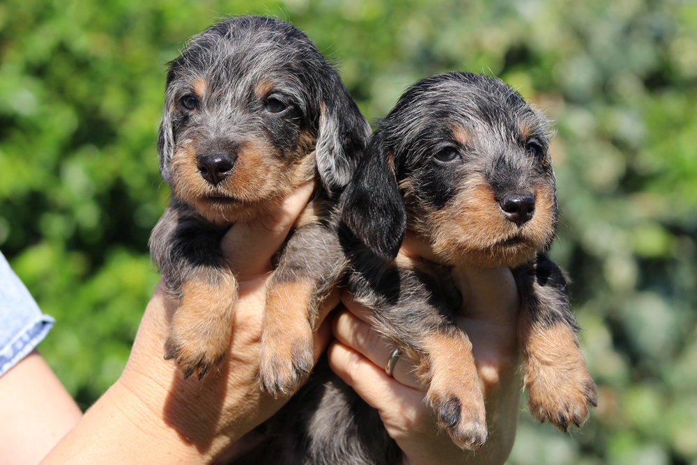 Cuccioli “S” di Casa Mainardi