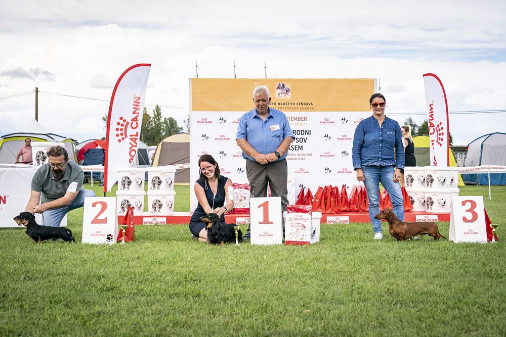 bassotto campione esposizione cacib bog