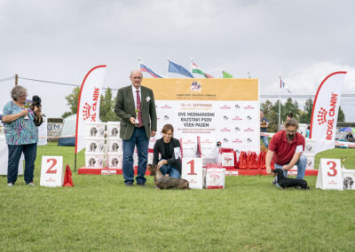 bassotto pelo duro esposizione slovenia cacib bob bog lendava