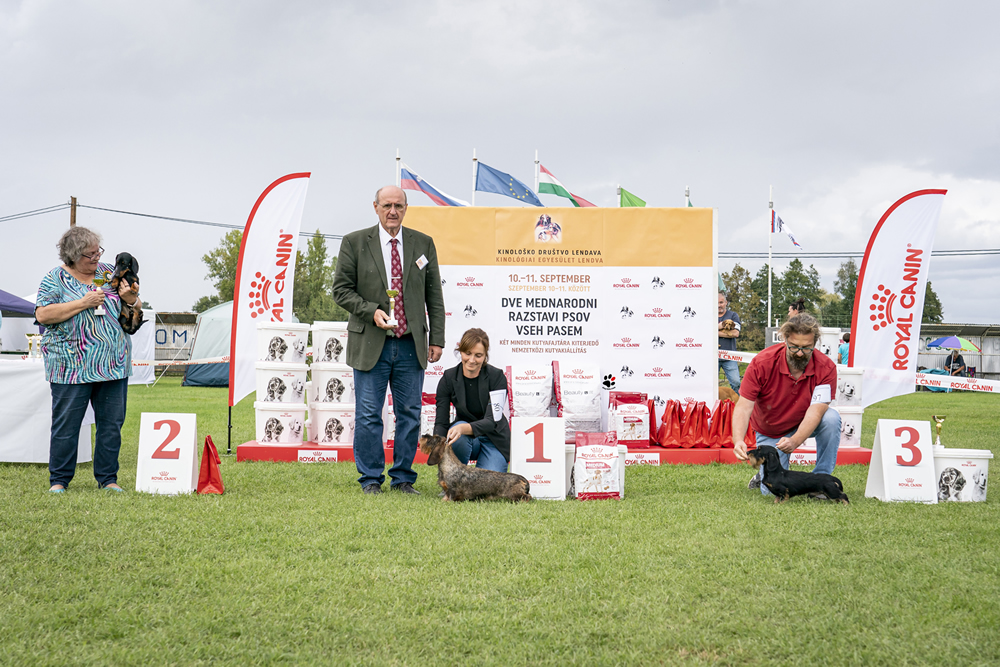 bassotto pelo duro esposizione slovenia cacib bob bog lendava