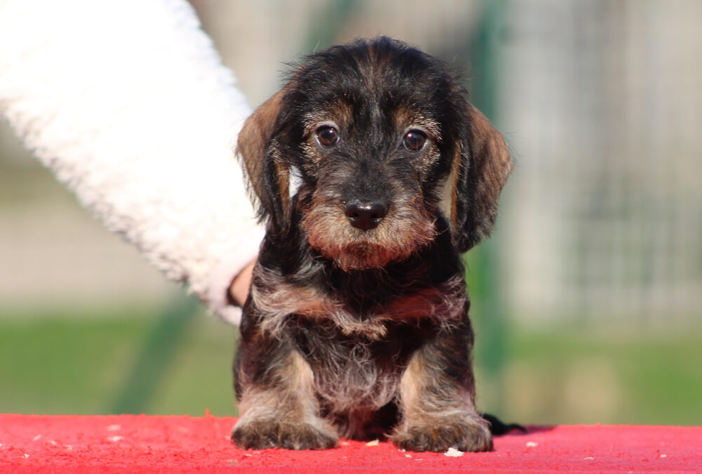 Cuccioli “V” di Casa Mainardi