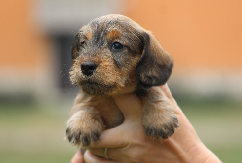 Cuccioli “T” e “U” di Casa Mainardi