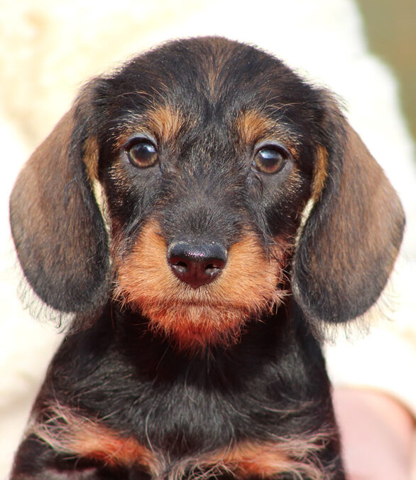 Cuccioli “T” di Casa Mainardi